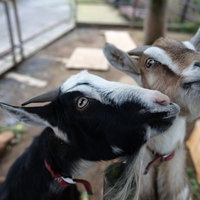 崎野自然公園で無心に餌を食べるヤギ二頭の食事風景の写真