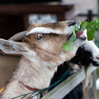 時津町で餌をむしゃむしゃ食べる白い山羊さんの写真