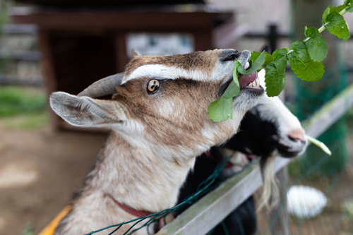 時津町で餌をむしゃむしゃ食べる白い山羊さん