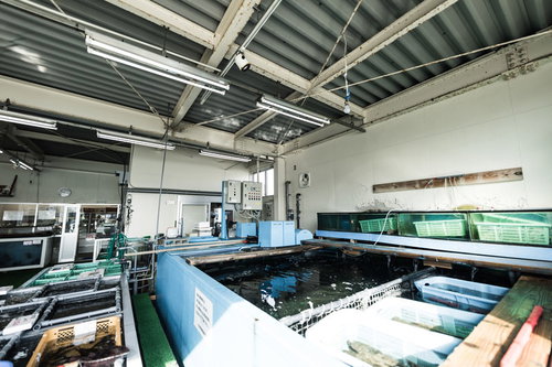 大村湾漁協組合の大きな生簀