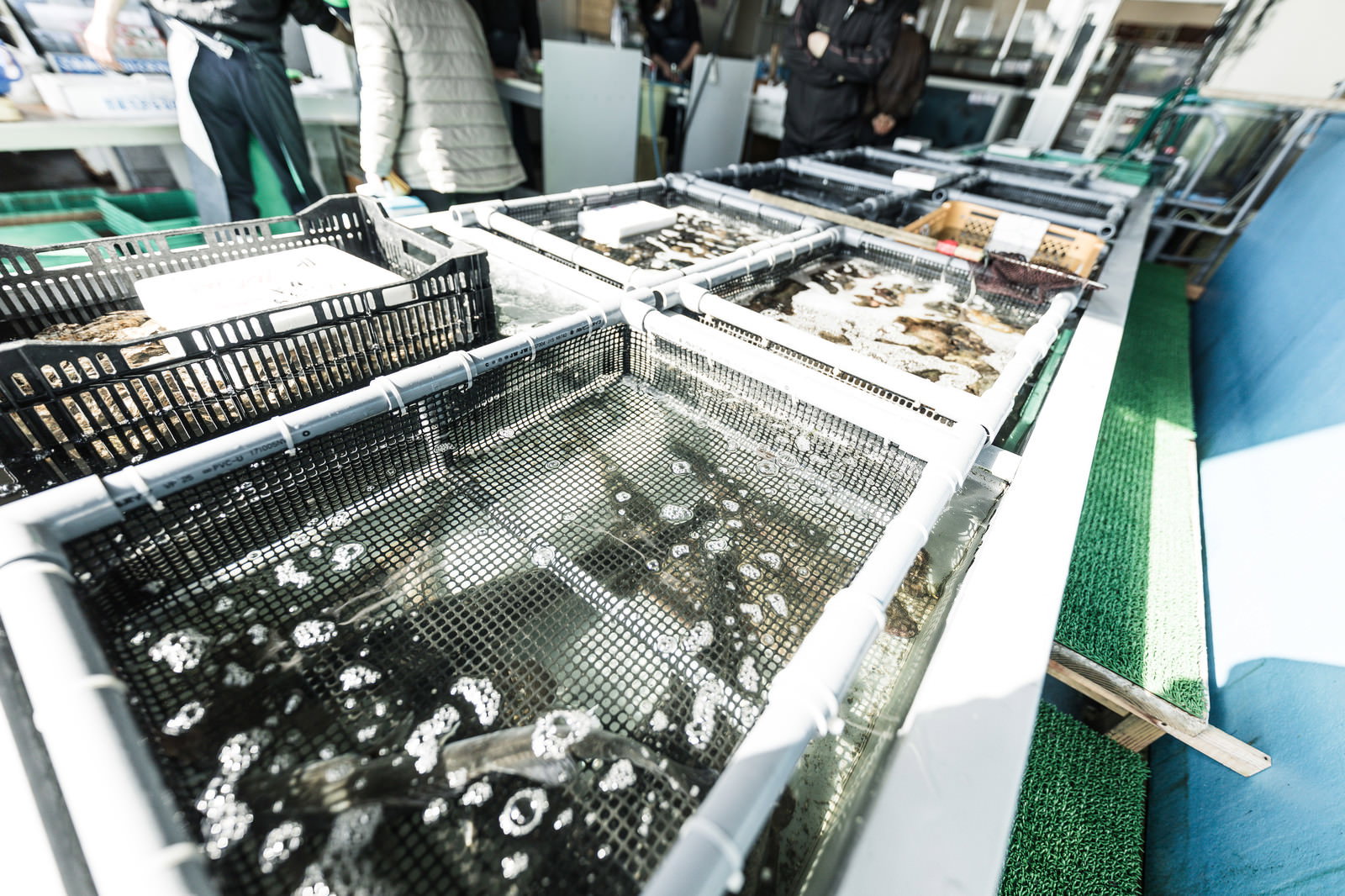 大村湾漁協組合の生簀で群れをなして泳ぐ魚たちと奥で作業する人