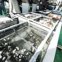 大村湾漁協組合の生簀で群れをなして泳ぐ魚群と買い物客の写真