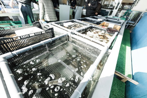 大村湾漁協組合の生簀で群れをなして泳ぐ魚群と買い物客