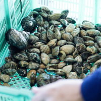 大村湾漁協組合で水揚げされた獲れたてのあさりの写真
