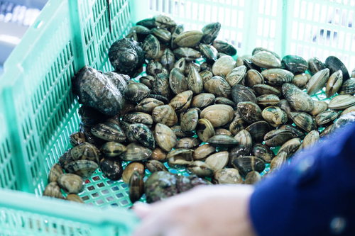 大村湾漁協組合で水揚げされた獲れたてのあさり