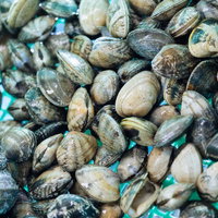 大村湾で獲れたあさりが市場に積まれた様子の写真