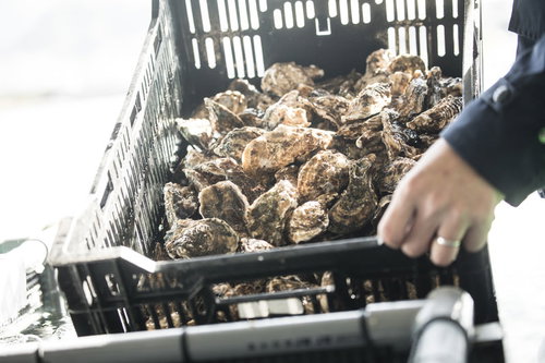 大村湾で獲れた牡蠣の水揚げ
