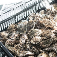 大村湾漁協組合で販売している獲れたての牡蠣と籠の写真