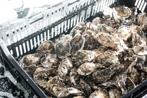 大村湾漁協組合で販売している獲れたての牡蠣と籠