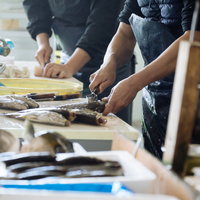 大村湾漁協組合の漁港で活・鮮魚をさばく水産加工の作業の写真