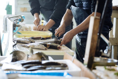 大村湾漁協組合の漁港で活・鮮魚をさばく水産加工の作業