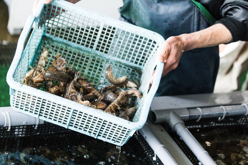 生簀に入れられたシャコ（蝦蛄）の水揚げ