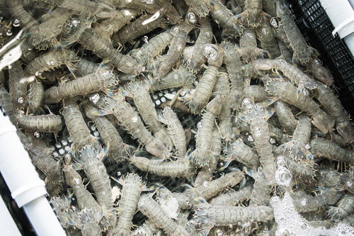 時津町の漁港と係留された漁船