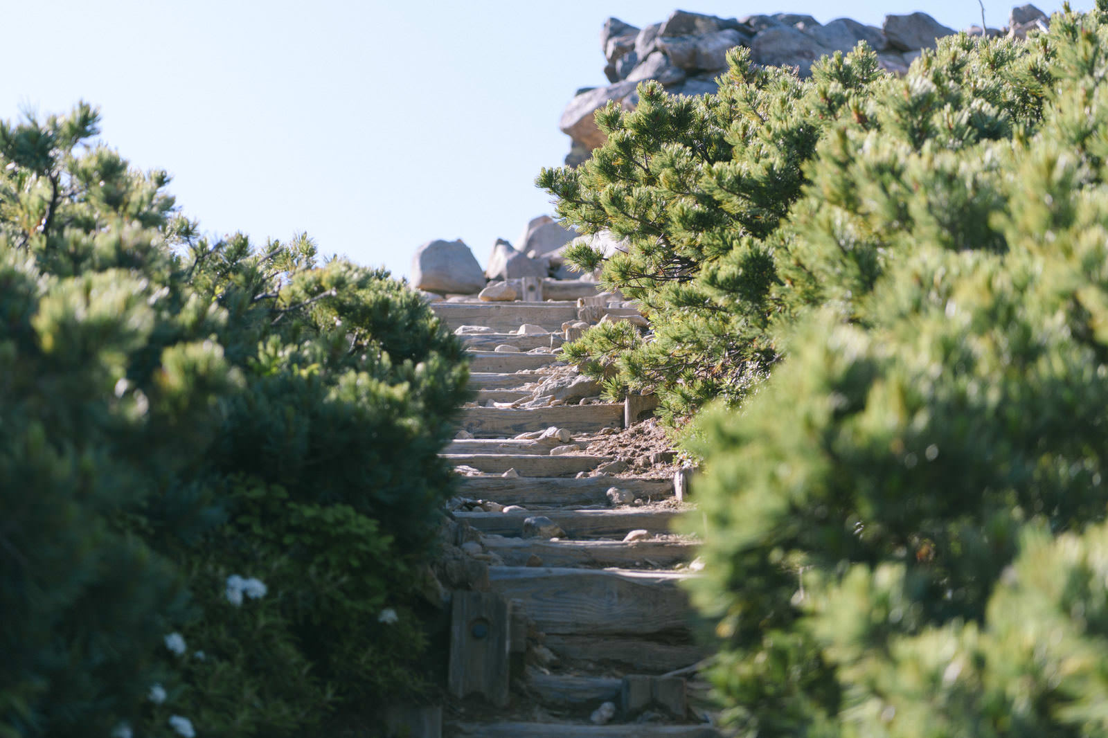 ハイマツの緑に囲まれた木製の登山道階段