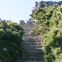 日本百名山・十勝岳のハイマツ帯を登る木製階段の写真