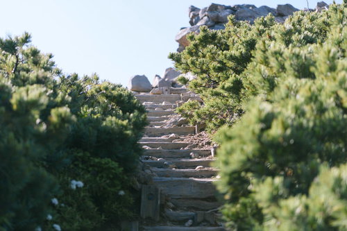 日本百名山・十勝岳のハイマツ帯を登る木製階段