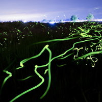 夜間の都会上空を飛ぶ蛍の光跡と発光現象の写真