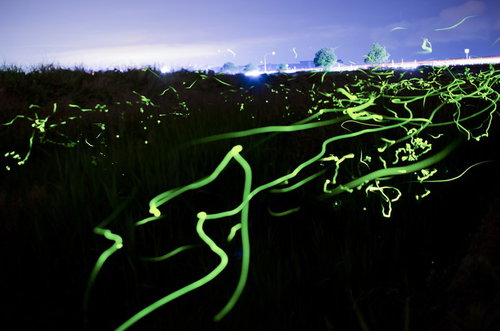 夜間の都会上空を飛ぶ蛍の光跡と発光現象