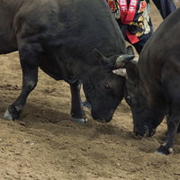 二頭の牛がぶつかりあう徳之島の伝統闘牛イベントの写真