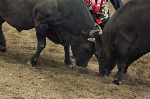 二頭の牛がぶつかりあう徳之島の伝統闘牛イベント
