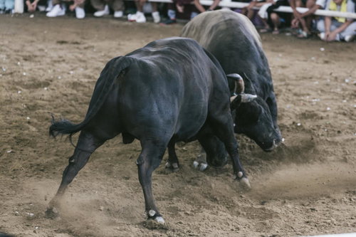 徳之島の闘牛で二頭の雄牛がガチンコバトル