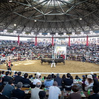 超満員の闘牛場（徳之島なくさみ館）の写真