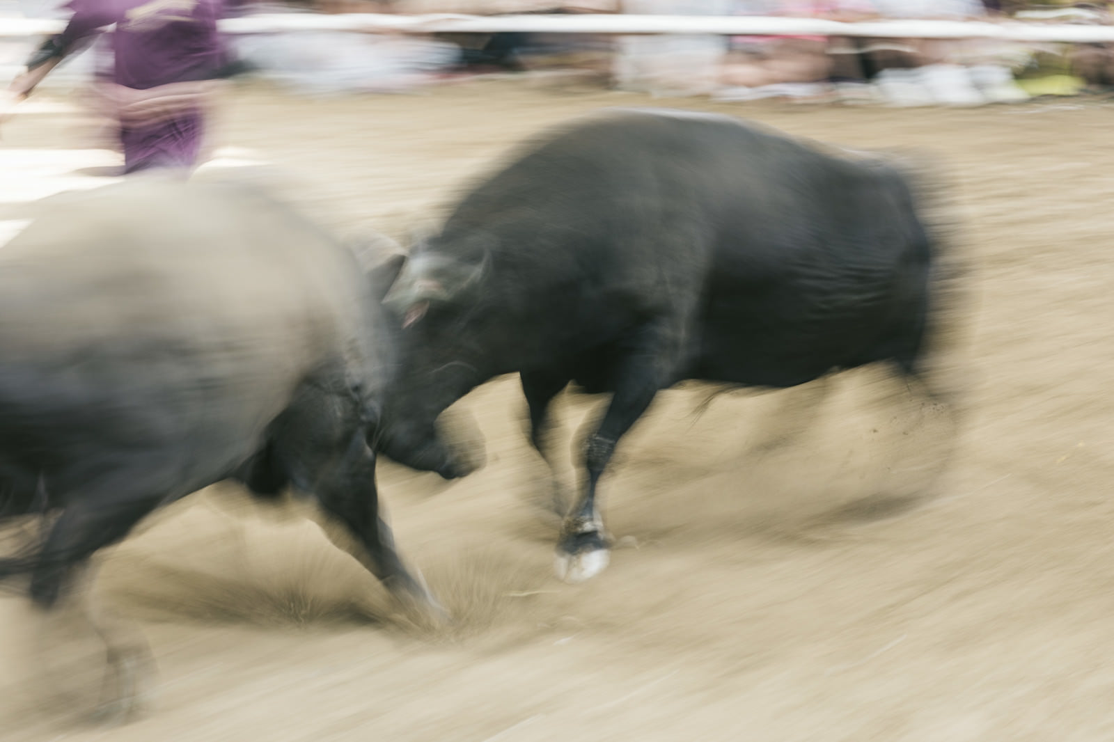 激しくぶつかり合う2頭の闘牛、土煙が舞う迫力のある瞬間