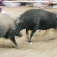 迫真の闘牛大会で正面激突する2頭の雄牛の瞬間の写真