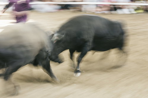 迫真の闘牛大会で正面激突する2頭の雄牛の瞬間