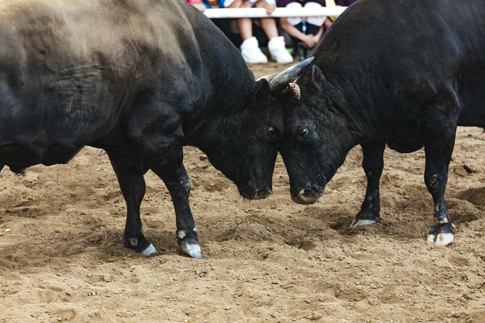 砂埃の舞う中でツノをぶつけ合う二頭の黒い闘牛