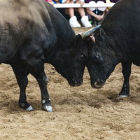 砂埃を舞わせツノをぶつけ合う闘牛（徳之島）の写真