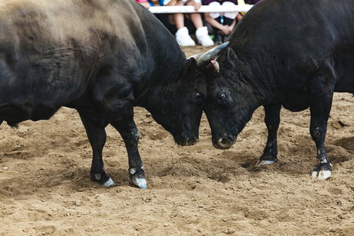 砂埃を舞わせツノをぶつけ合う闘牛（徳之島）
