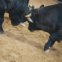 砂の上で激突する二頭の雄牛の闘牛、力強い衝突の写真