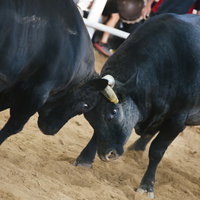 徳之島で開催される闘牛のガチンコ対決の写真