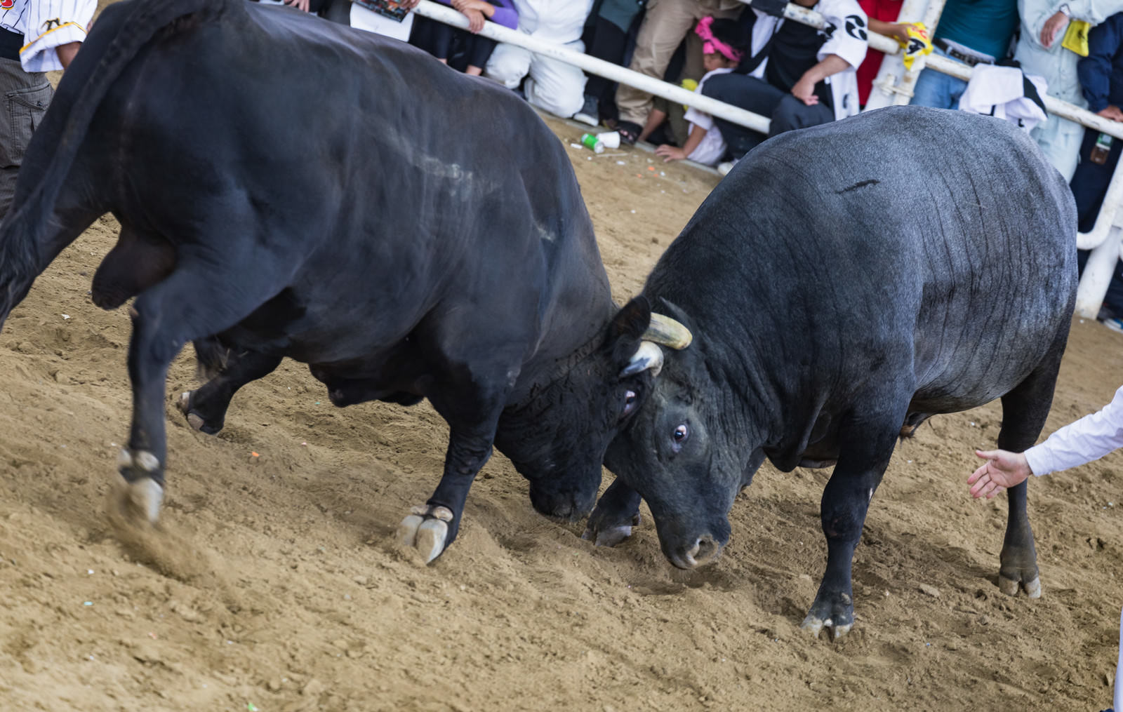 砂場で激しく頭をぶつけ合う二頭の黒い闘牛と観客席の様子