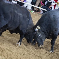 徳之島の闘牛大会で激突する二頭の雄牛のガチンコバトルの写真