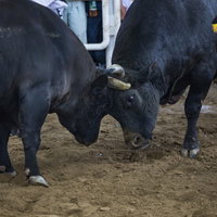徳之島のなくさみ館で角を突き合わせて闘う2頭の黒い雄牛と観客の写真
