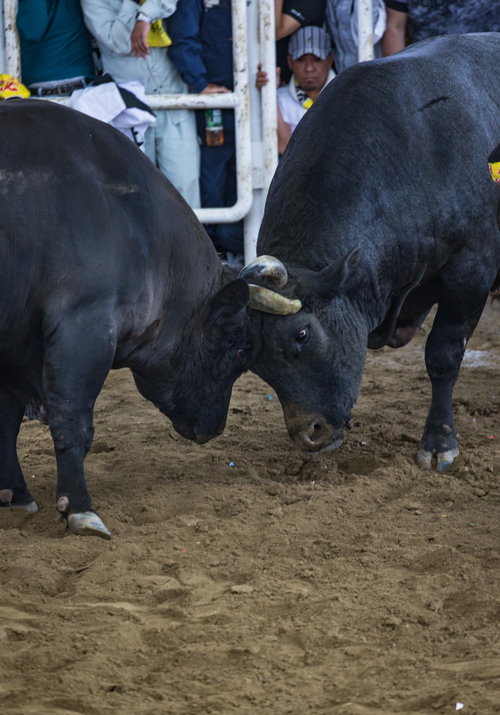 徳之島のなくさみ館で角を突き合わせて闘う2頭の黒い雄牛と観客