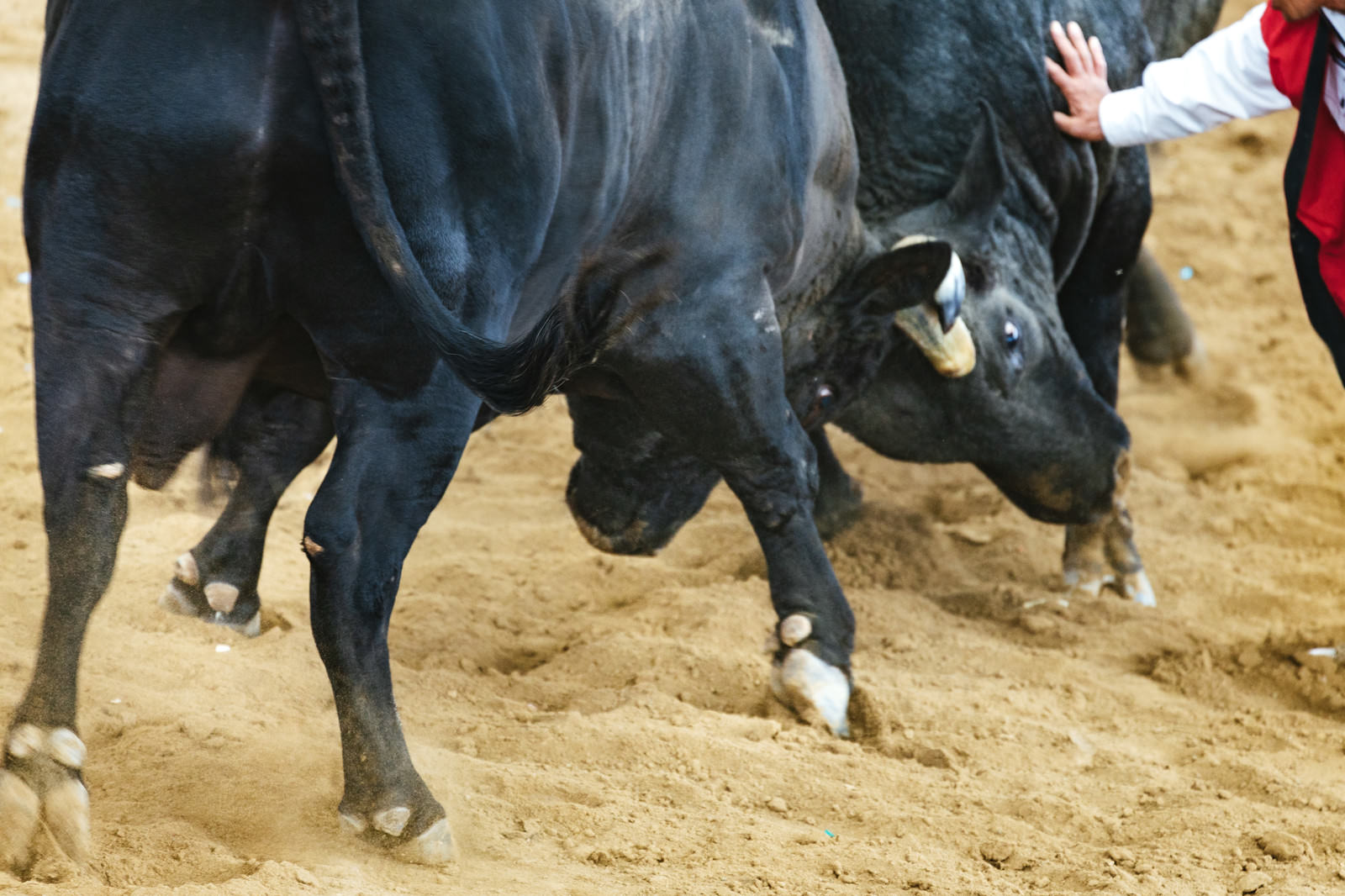 砂地の闘牛場で角を構えて猛進する黒い闘牛