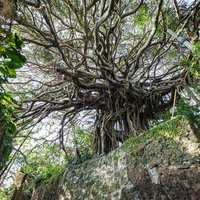 徳之島の樹齢300年のガジュマルと石垣、沖縄の古木の写真