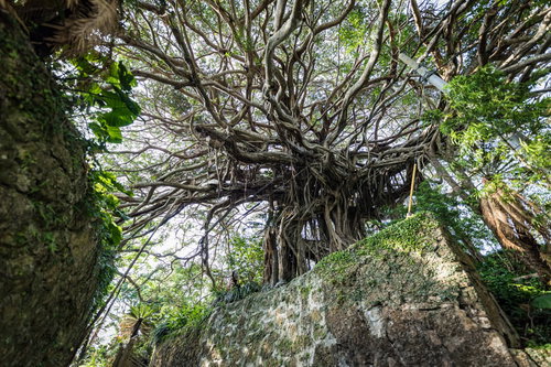 徳之島の樹齢300年のガジュマルと石垣、沖縄の古木