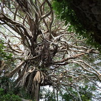夏の険しい山岳風景とガジュマル巨木の写真
