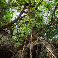 徳之島のウンブキに生えるガジュマルの巨木の写真