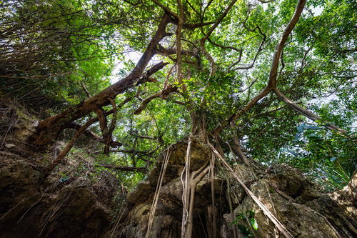 徳之島のウンブキに生えるガジュマルの巨木