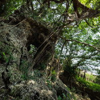 湾屋洞窟（ウンブキ）に生育する樹齢を重ねたガジュマルの巨木の写真