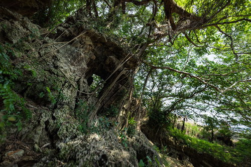 湾屋洞窟（ウンブキ）に生育する樹齢を重ねたガジュマルの巨木