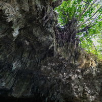 徳之島で見つかったヘビの脱け殻の写真