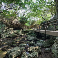 緑に囲まれた徳之島のウンブキ洞窟へ続く木製遊歩道の写真