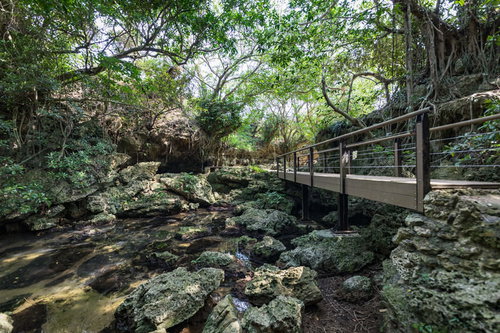 緑に囲まれた徳之島のウンブキ洞窟へ続く木製遊歩道