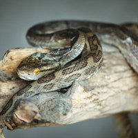 徳之島で捕らえられた毒蛇ハブの生態の写真